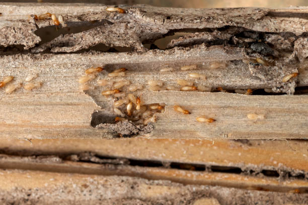 Best Pest Prevention Services  in Lam, AR